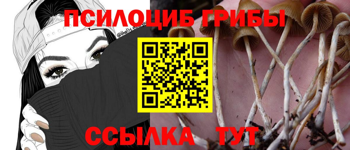 Псилоцибиновые грибы Psilocybine cubensis Волгоград